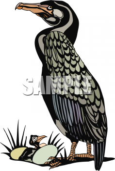 Bird Clip Art Image