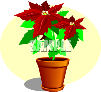 Poinsettia Clip Art Image