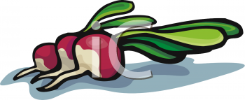 radish121_006133_tnb.png 38.1K